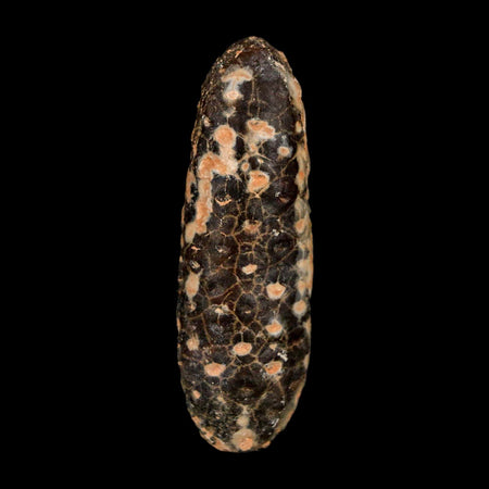 XL 2.4" Fossil Pine Cone Equicalastrobus Replaced By Agate Eocene Age Seeds Fruit
