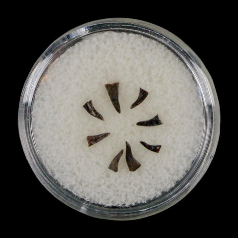 Trimerorhachis Teeth Fossil Permian Age Reptile Waurika Oklahoma COA, Display