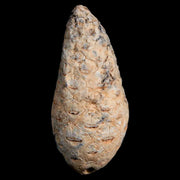 1.6" Fossil Pine Cone Equicalastrobus Replaced By Agate Eocene Age Seeds Fruit