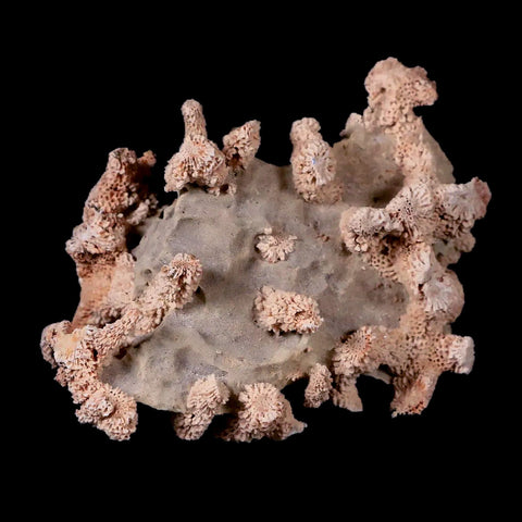 3.7" Thamnopora SP Coral Fossil Coral Reef Devonian Age Verde Valley, Arizona - Fossil Age Minerals