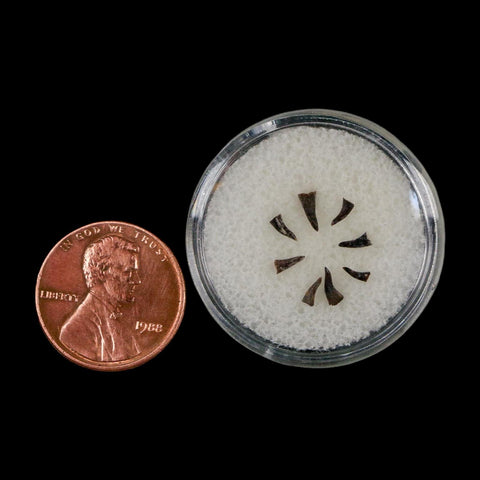 Trimerorhachis Teeth Fossil Permian Age Reptile Waurika Oklahoma COA, Display