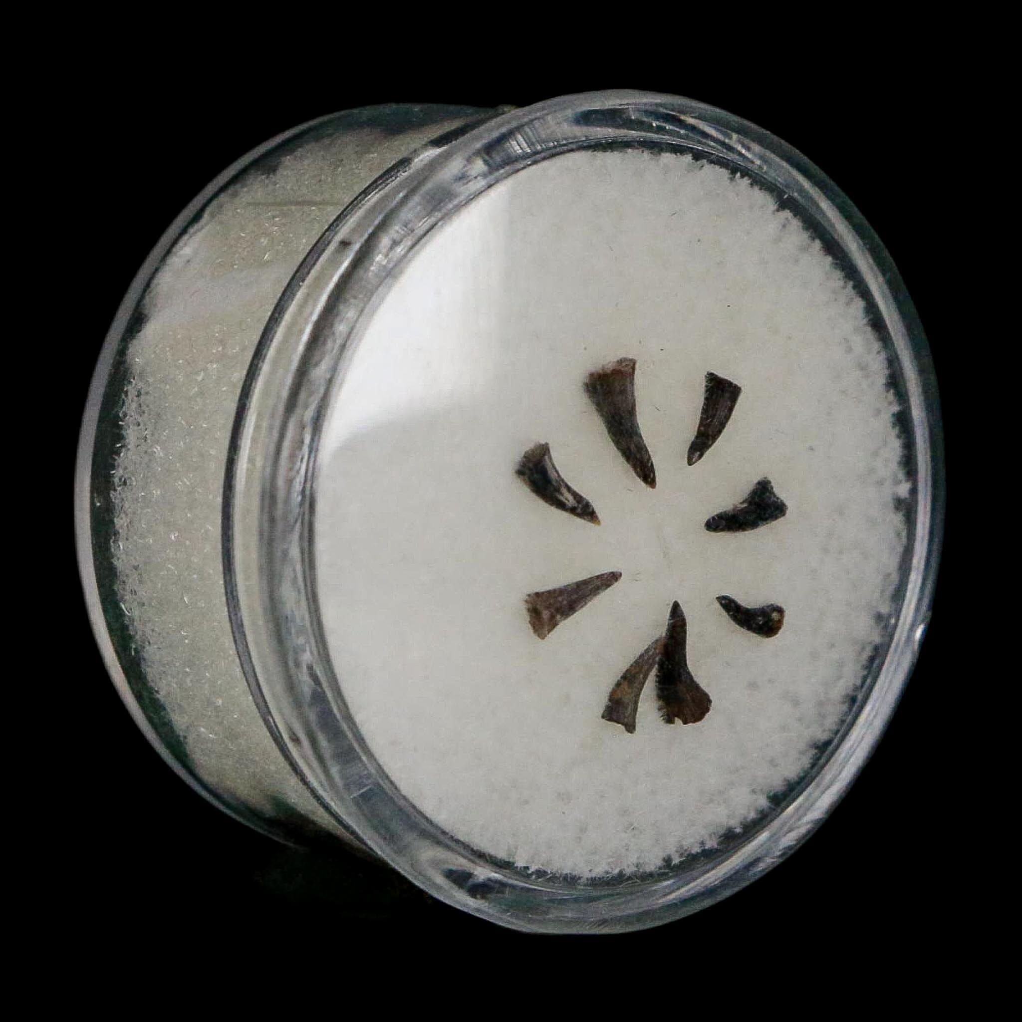 Trimerorhachis Teeth Fossil Permian Age Reptile Waurika Oklahoma COA, Display - Fossil Age Minerals