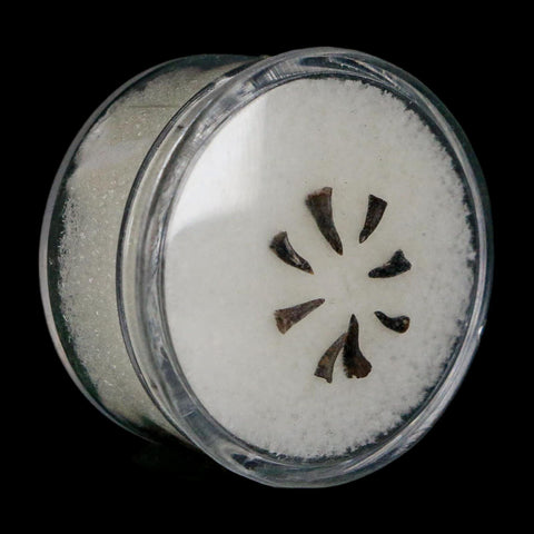 Trimerorhachis Teeth Fossil Permian Age Reptile Waurika Oklahoma COA, Display