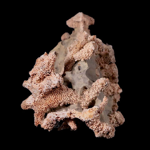 3.7" Thamnopora SP Coral Fossil Coral Reef Devonian Age Verde Valley, Arizona - Fossil Age Minerals