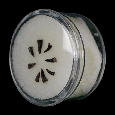 Trimerorhachis Teeth Fossil Permian Age Reptile Waurika Oklahoma COA, Display