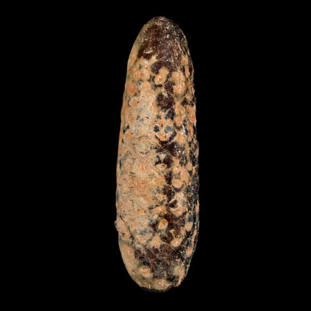 XL 2.4" Fossil Pine Cone Equicalastrobus Replaced By Agate Eocene Age Seeds Fruit