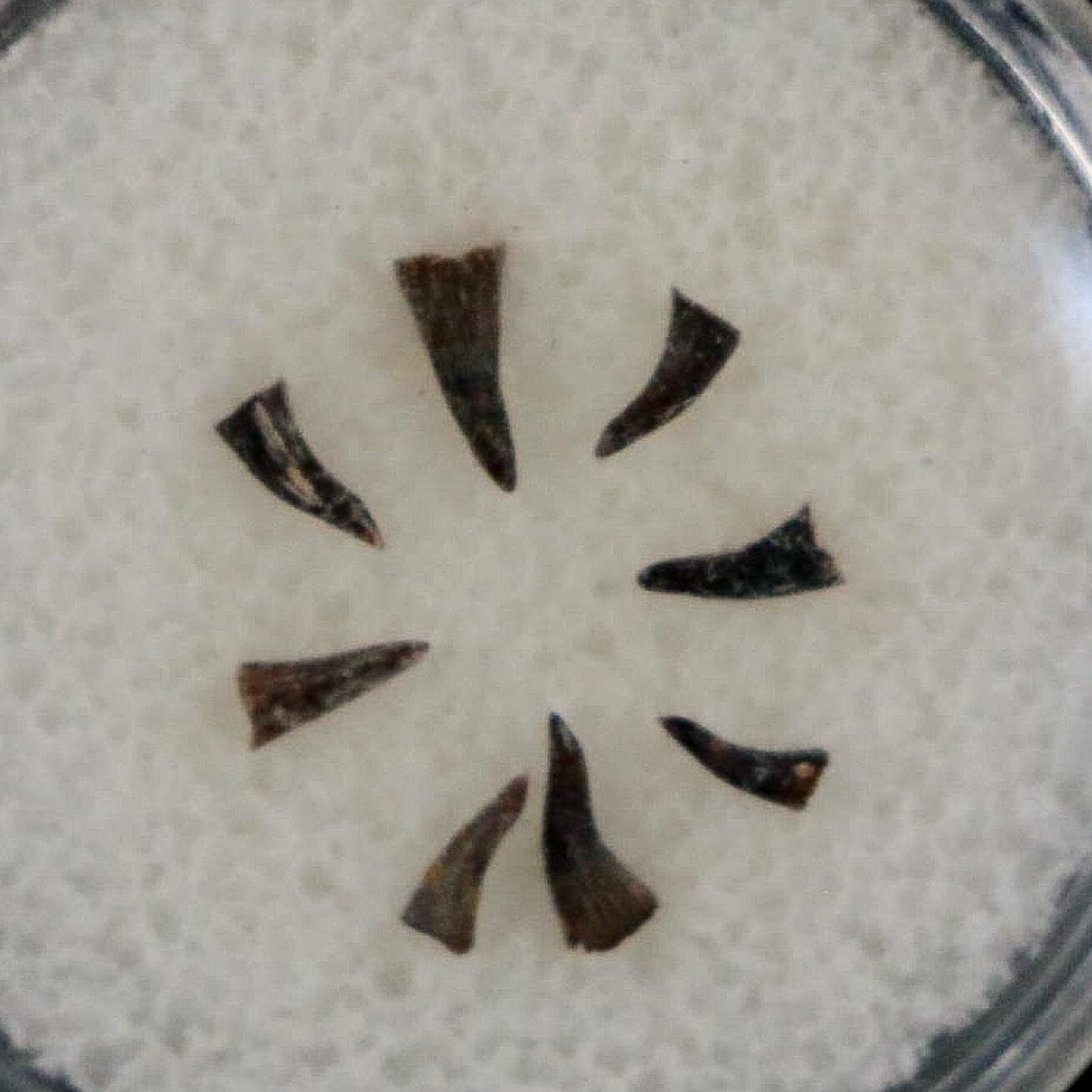 Trimerorhachis Teeth Fossil Permian Age Reptile Waurika Oklahoma COA, Display - Fossil Age Minerals