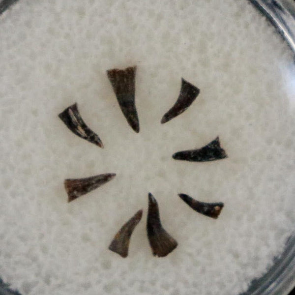 Trimerorhachis Teeth Fossil Permian Age Reptile Waurika Oklahoma COA, Display