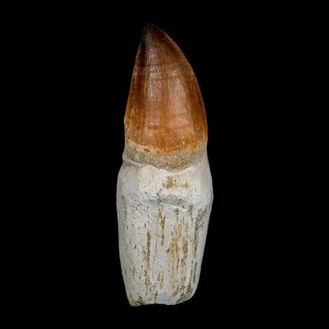 XL 4.1" Mosasaur Prognathodon Fossil Tooth Rooted Cretaceous Dinosaur Era COA - Fossil Age Minerals