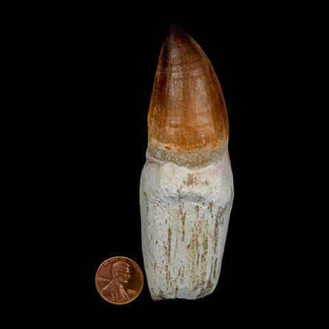 XL 4.1" Mosasaur Prognathodon Fossil Tooth Rooted Cretaceous Dinosaur Era COA - Fossil Age Minerals