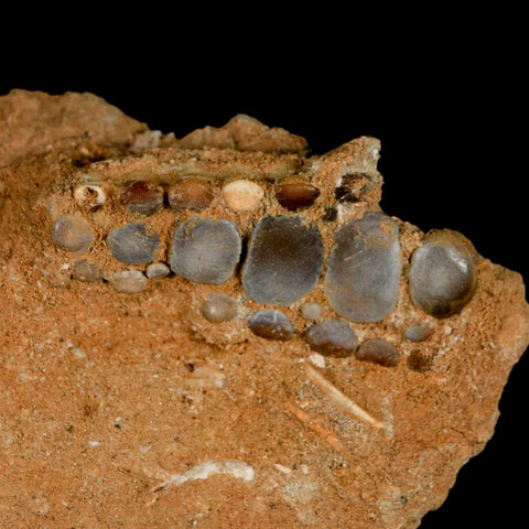 1.8" Bony Fish Fossil Phacodus Punctatus Ray Finned Jaw Teeth In Matrix Morocco - Fossil Age Minerals