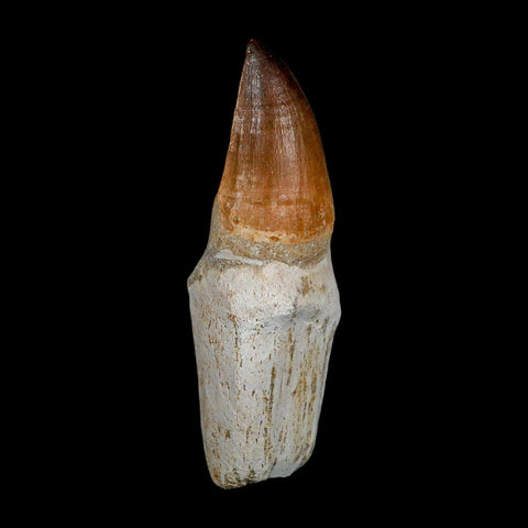 XL 4.1" Mosasaur Prognathodon Fossil Tooth Rooted Cretaceous Dinosaur Era COA - Fossil Age Minerals