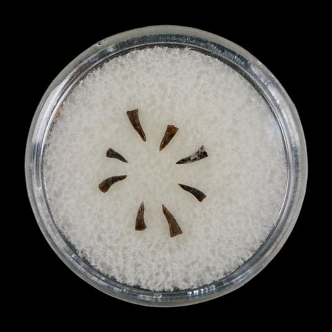 Trimerorhachis Teeth Fossil Permian Age Reptile Waurika Oklahoma COA, Display