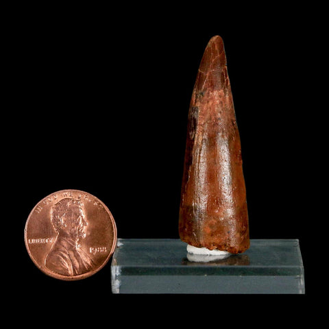 1.7" Spinosaurus Fossil Tooth 100 Million Years Old Cretaceous Dinosaur COA Stand