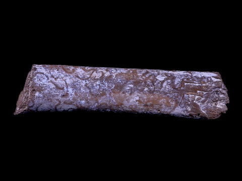 7" Plesiosaur Fossil Rib Bone Cretaceous Dinosaur Era Khouribga Morocco COA - Fossil Age Minerals