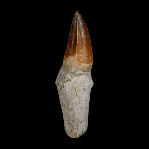 XL 4.1" Mosasaur Prognathodon Fossil Tooth Rooted Cretaceous Dinosaur Era COA - Fossil Age Minerals