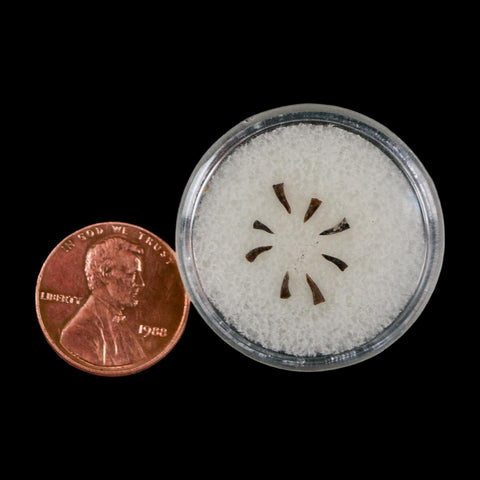 Trimerorhachis Teeth Fossil Permian Age Reptile Waurika Oklahoma COA, Display