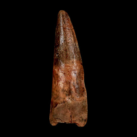 1.7" Spinosaurus Fossil Tooth 100 Million Years Old Cretaceous Dinosaur COA Stand