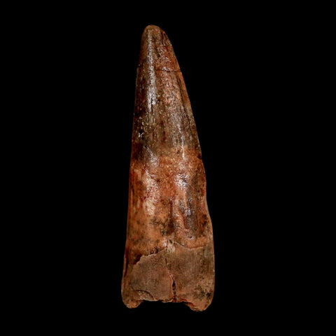 1.7" Spinosaurus Fossil Tooth 100 Million Years Old Cretaceous Dinosaur COA Stand