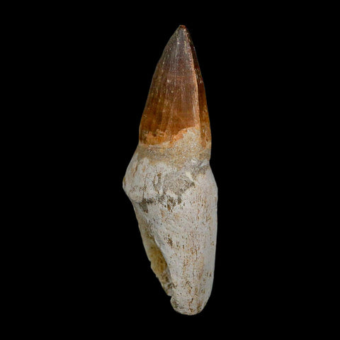 XL 4.1" Mosasaur Prognathodon Fossil Tooth Rooted Cretaceous Dinosaur Era COA - Fossil Age Minerals