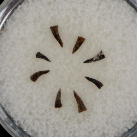 Trimerorhachis Teeth Fossil Permian Age Reptile Waurika Oklahoma COA, Display