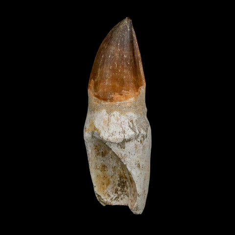XL 4.1" Mosasaur Prognathodon Fossil Tooth Rooted Cretaceous Dinosaur Era COA - Fossil Age Minerals