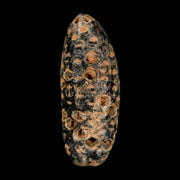 XL 2.3" Fossil Pine Cone Equicalastrobus Replaced By Agate Eocene Age Seeds Fruit
