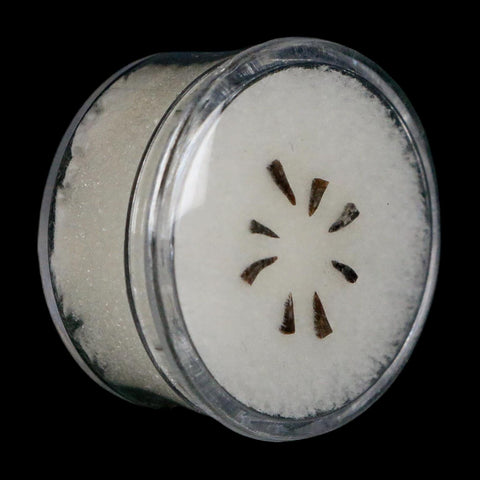 Trimerorhachis Teeth Fossil Permian Age Reptile Waurika Oklahoma COA, Display