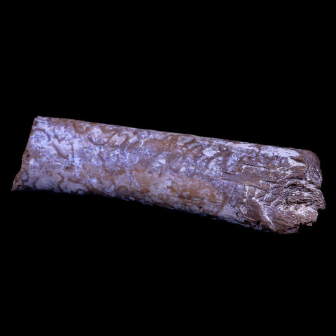 7" Plesiosaur Fossil Rib Bone Cretaceous Dinosaur Era Khouribga Morocco COA - Fossil Age Minerals