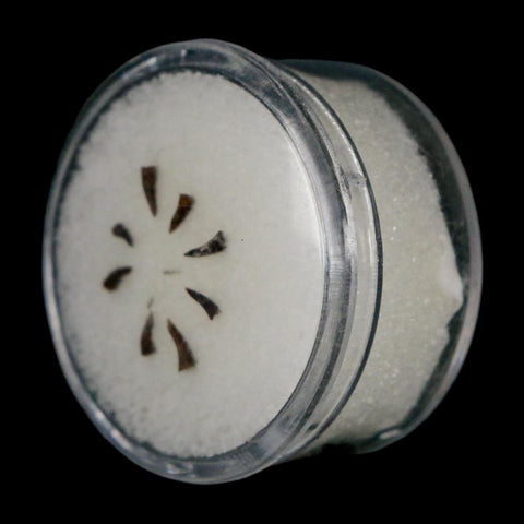 Trimerorhachis Teeth Fossil Permian Age Reptile Waurika Oklahoma COA, Display