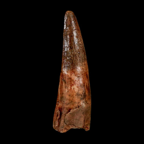 1.7" Spinosaurus Fossil Tooth 100 Million Years Old Cretaceous Dinosaur COA Stand