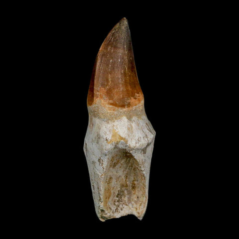 XL 4.1" Mosasaur Prognathodon Fossil Tooth Rooted Cretaceous Dinosaur Era COA - Fossil Age Minerals