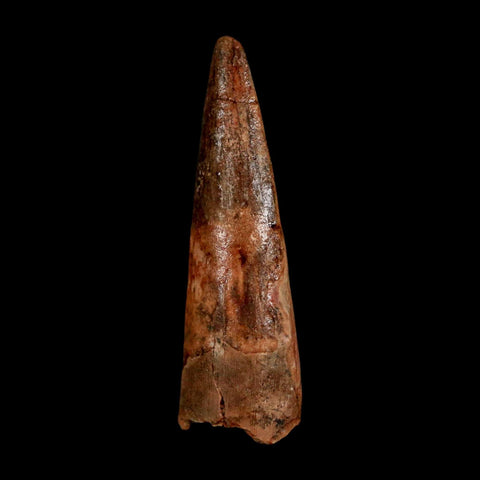 1.7" Spinosaurus Fossil Tooth 100 Million Years Old Cretaceous Dinosaur COA Stand