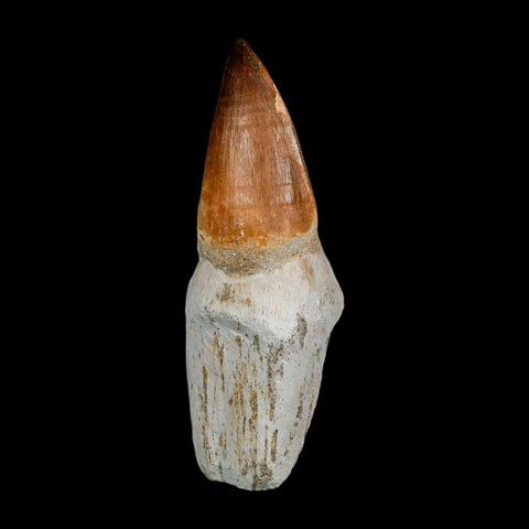 XL 4.1" Mosasaur Prognathodon Fossil Tooth Rooted Cretaceous Dinosaur Era COA - Fossil Age Minerals
