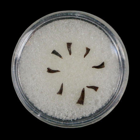 Trimerorhachis Teeth Fossil Permian Age Reptile Waurika Oklahoma COA, Display