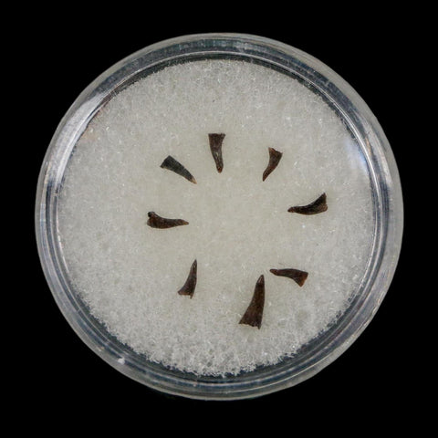 Trimerorhachis Teeth Fossil Permian Age Reptile Waurika Oklahoma COA, Display