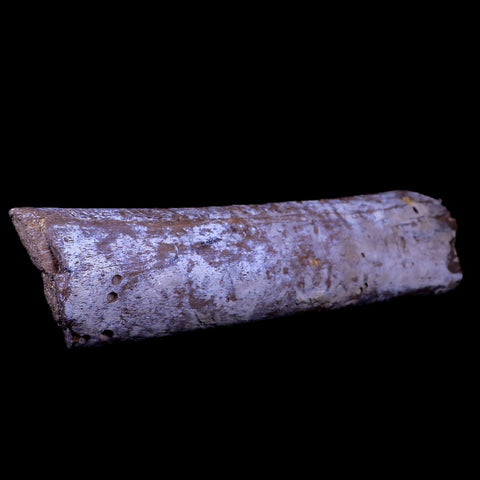 7" Plesiosaur Fossil Rib Bone Cretaceous Dinosaur Era Khouribga Morocco COA - Fossil Age Minerals