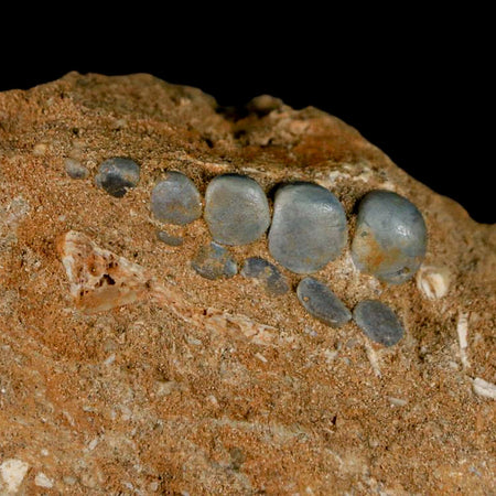 1.1" Bony Fish Fossil Phacodus Punctatus Ray Finned Jaw Teeth In Matrix Morocco