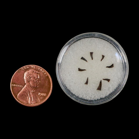 Trimerorhachis Teeth Fossil Permian Age Reptile Waurika Oklahoma COA, Display