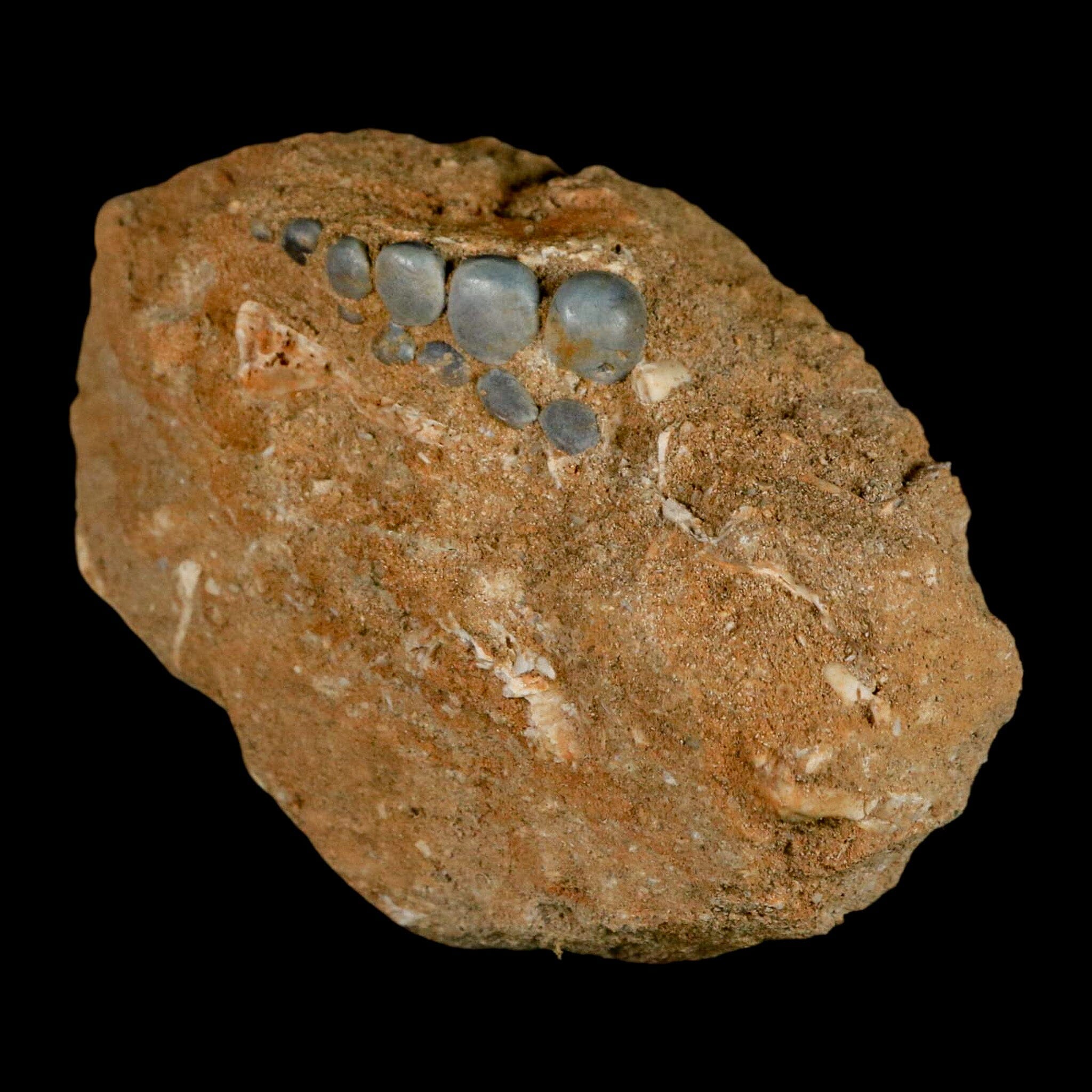 1.1" Bony Fish Fossil Phacodus Punctatus Ray Finned Jaw Teeth In Matrix Morocco - Fossil Age Minerals