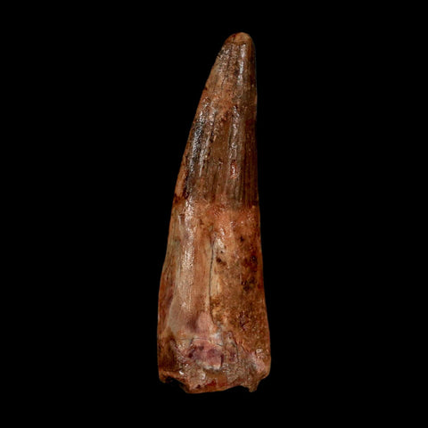 1.7" Spinosaurus Fossil Tooth 100 Million Years Old Cretaceous Dinosaur COA Stand