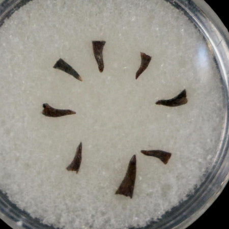 Trimerorhachis Teeth Fossil Permian Age Reptile Waurika Oklahoma COA, Display