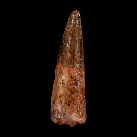 1.7" Spinosaurus Fossil Tooth 100 Million Years Old Cretaceous Dinosaur COA Stand