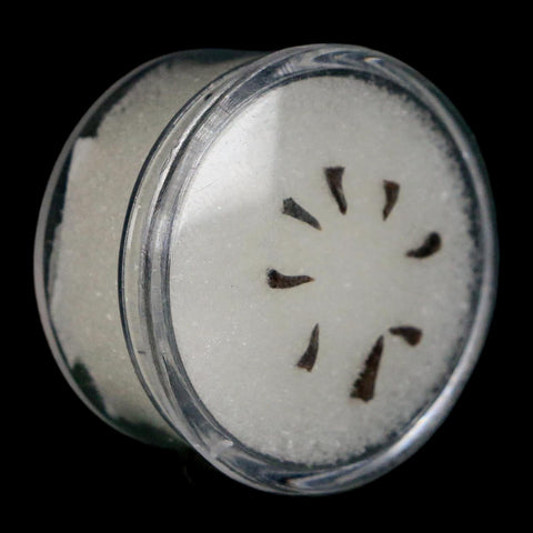 Trimerorhachis Teeth Fossil Permian Age Reptile Waurika Oklahoma COA, Display