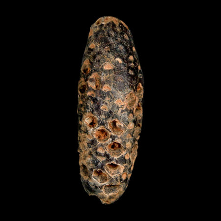 XL 2.3" Fossil Pine Cone Equicalastrobus Replaced By Agate Eocene Age Seeds Fruit