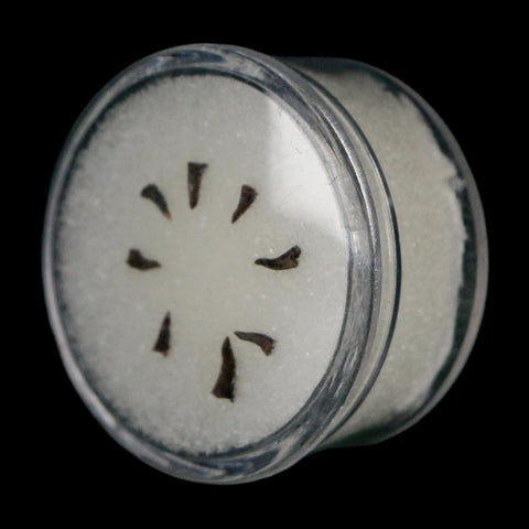 Trimerorhachis Teeth Fossil Permian Age Reptile Waurika Oklahoma COA, Display