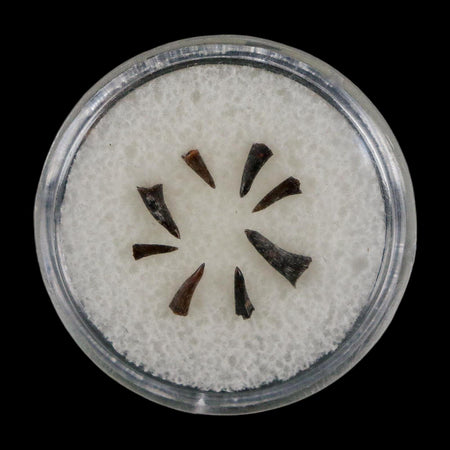 Trimerorhachis Teeth Fossil Permian Age Reptile Waurika Oklahoma COA, Display