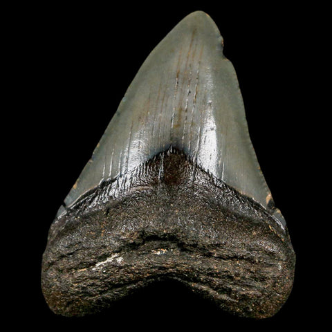 2.5" Quality Megalodon Shark Tooth Serrated Fossil Natural Miocene Age COA - Fossil Age Minerals
