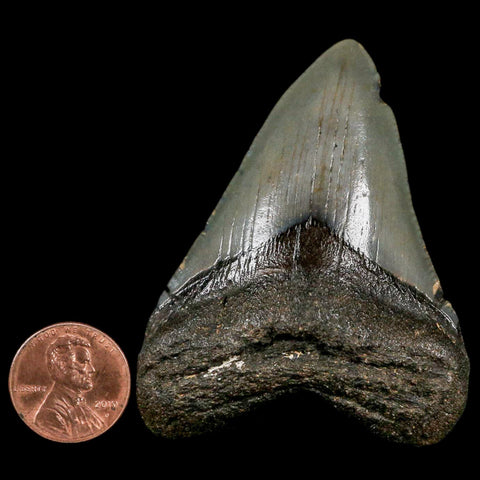 2.5" Quality Megalodon Shark Tooth Serrated Fossil Natural Miocene Age COA - Fossil Age Minerals