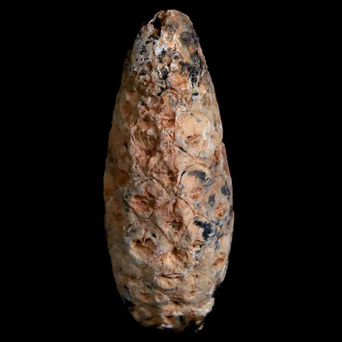 1.5" Fossil Pine Cone Equicalastrobus Replaced By Agate Eocene Age Seeds Fruit - Fossil Age Minerals